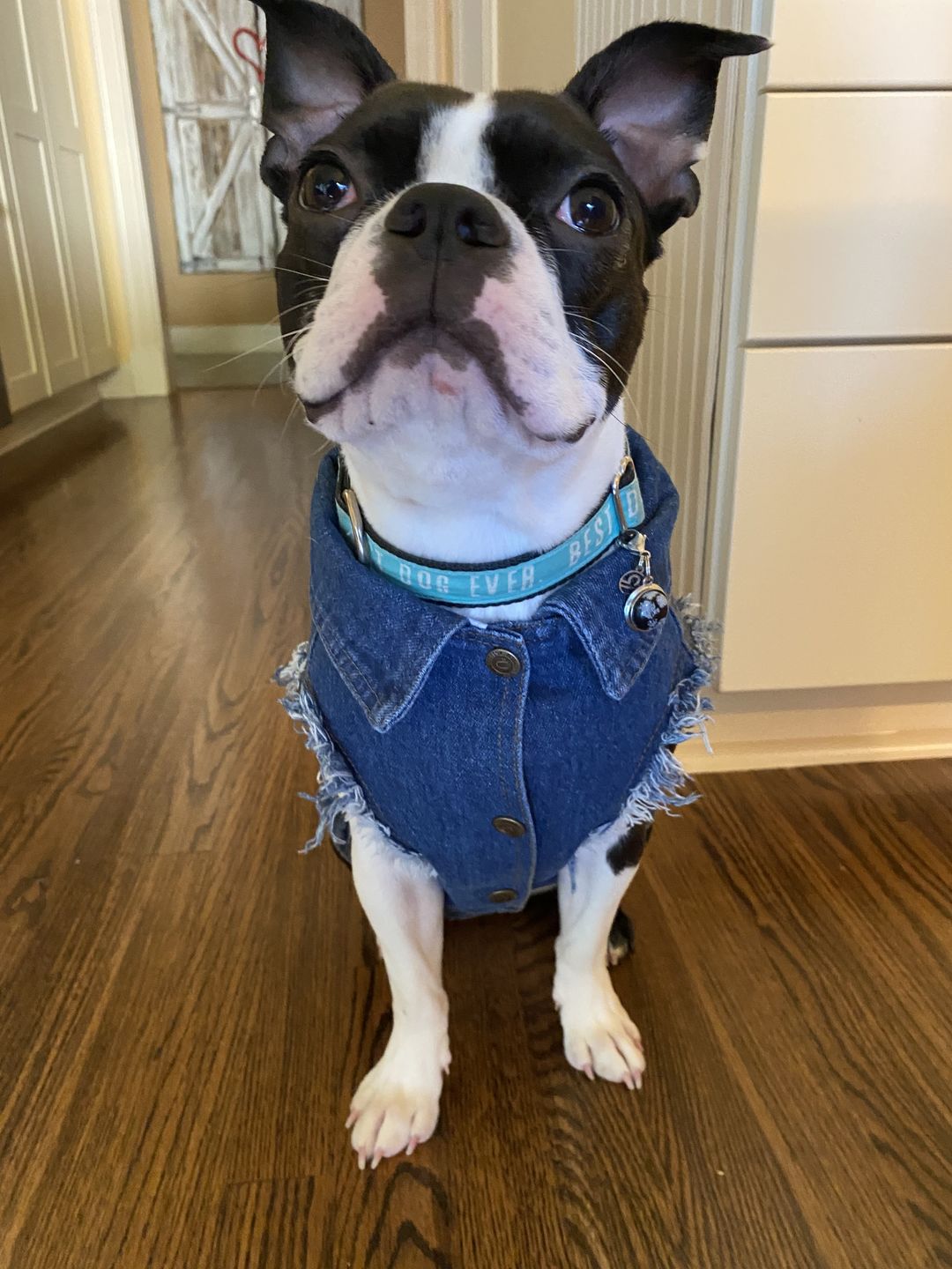 Customer photo review of Denim Dog Vest Raw Blue - Unpatched