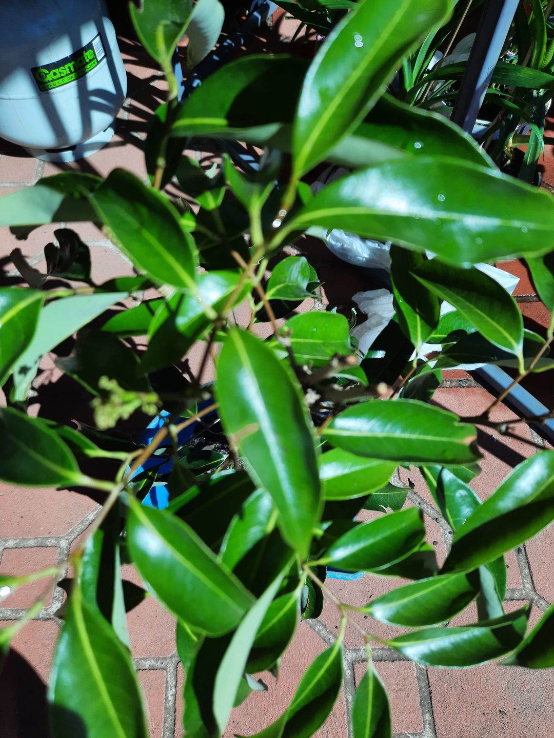 Customer photo review of Semi Dwarf Lychee - Kwai Mai Pink