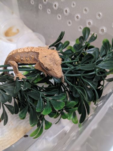 Customer photo review of GrubTerra Fresh Black Soldier Fly Larvae for Reptiles