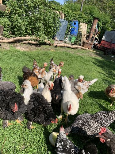 Customer photo review of BlackTasty™ Tierfutter aus Insekten