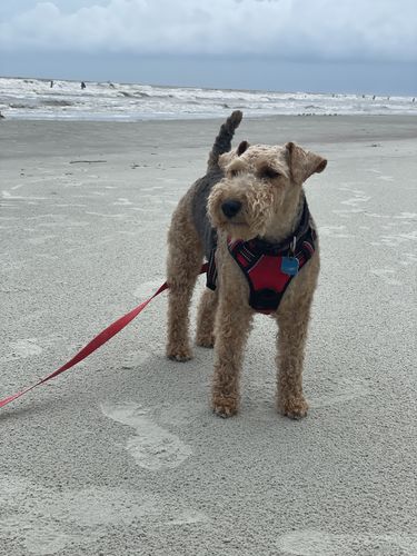 Customer photo review of Omega 3-6-9 Select Soft Chews with Krill for Dogs - 60 & 120 Count