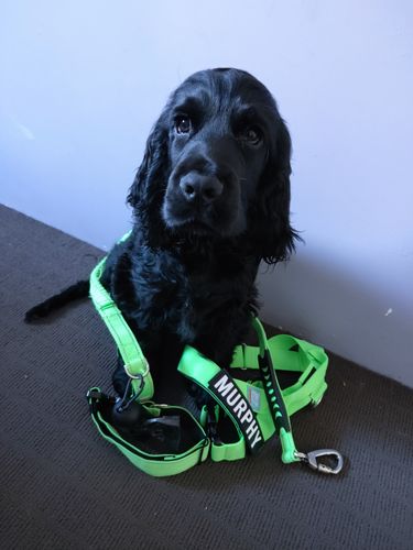 Customer photo review of DF Co. Dog Lovers Pack