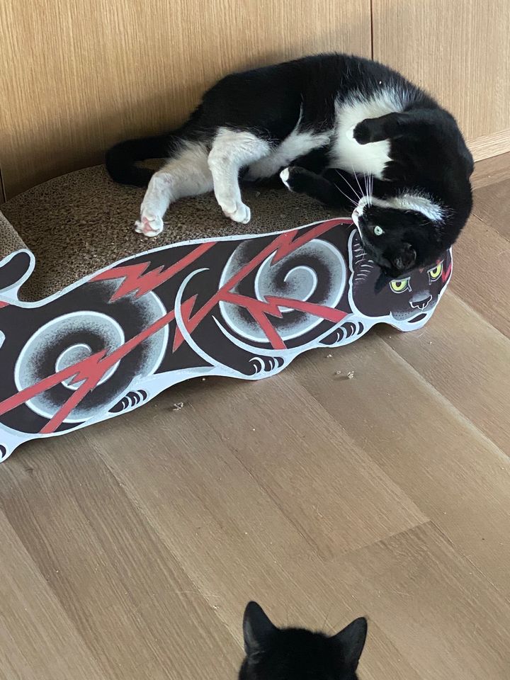 Customer photo review of Electric Cat Scratcher