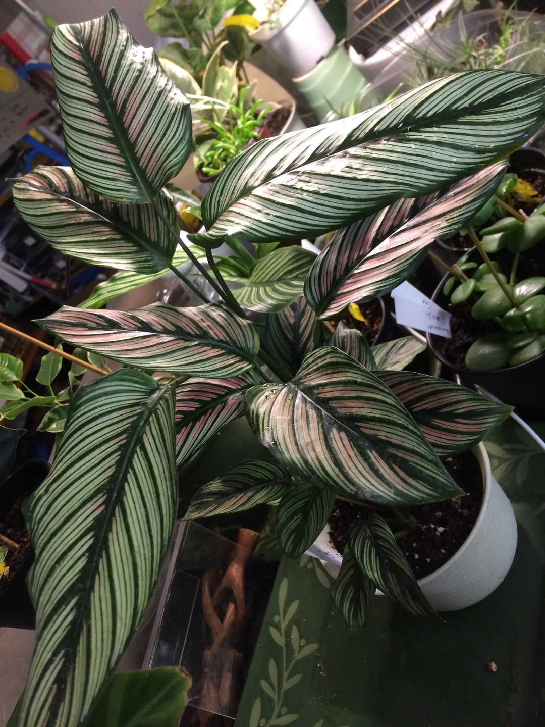 Customer photo review of 4" Calathea majestica 'White Star'