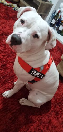 Customer photo review of DF Co. Dog Lovers Pack