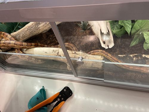 Customer photo review of 48"x24"x16" PVC Panel Reptile Enclosure by Zen Habitats