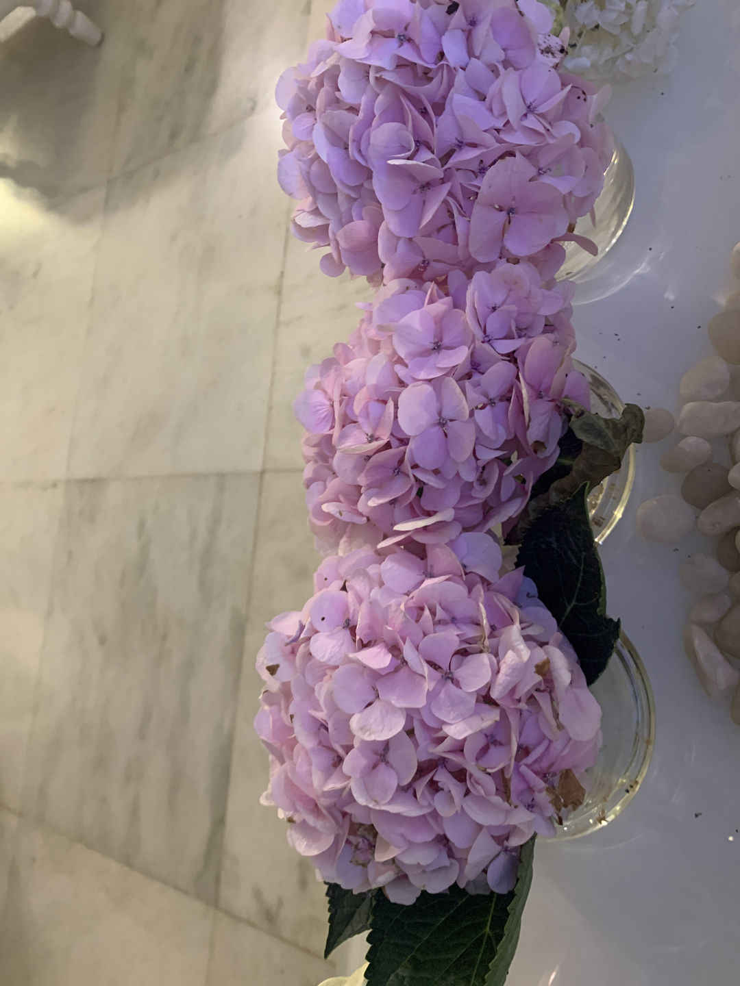 Customer photo review of Hydrangea
