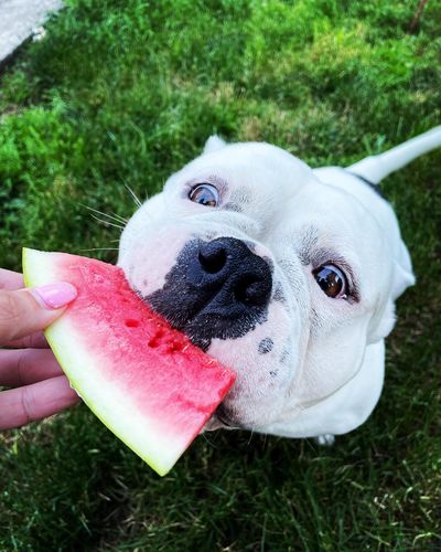 Customer photo review of Pup Wax Luxe Dog Nose Balm and Paw Wax