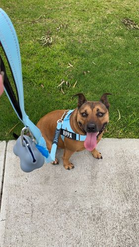 Customer photo review of DF Co. Dog Lovers Pack
