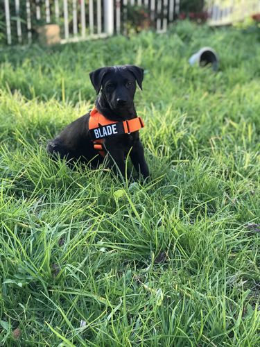 Customer photo review of DF Co. Harness Twin Pack
