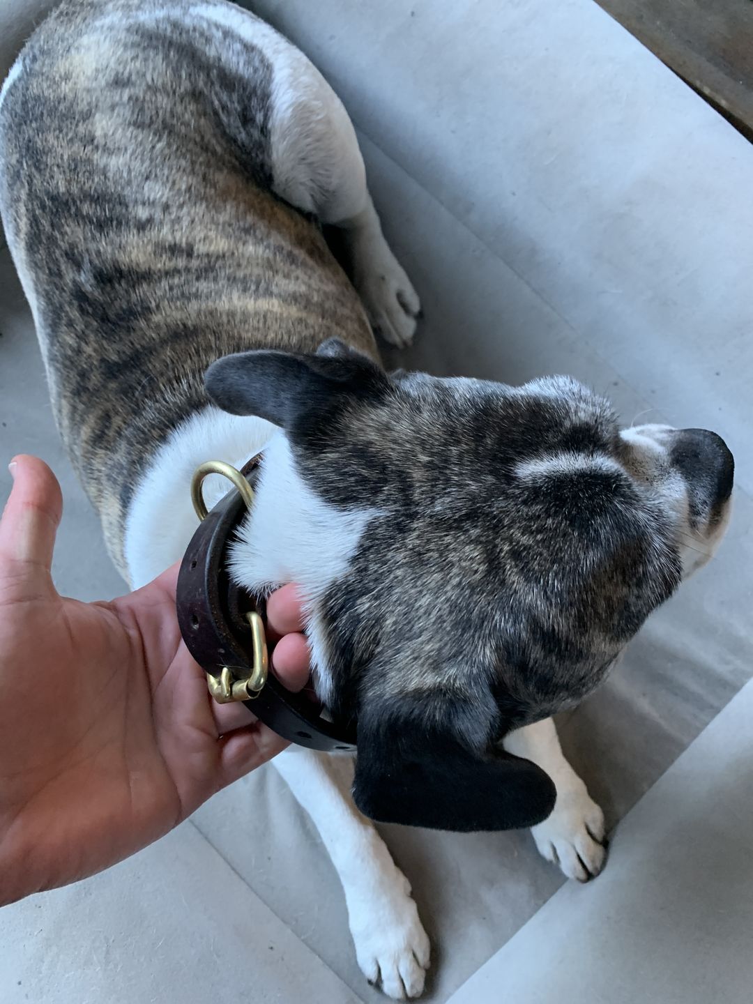Customer photo review of Dog Collar