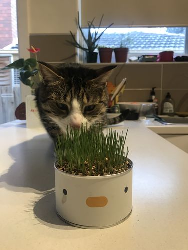 Customer photo review of Purroom Little Chicken Canned Cat Grass Planter