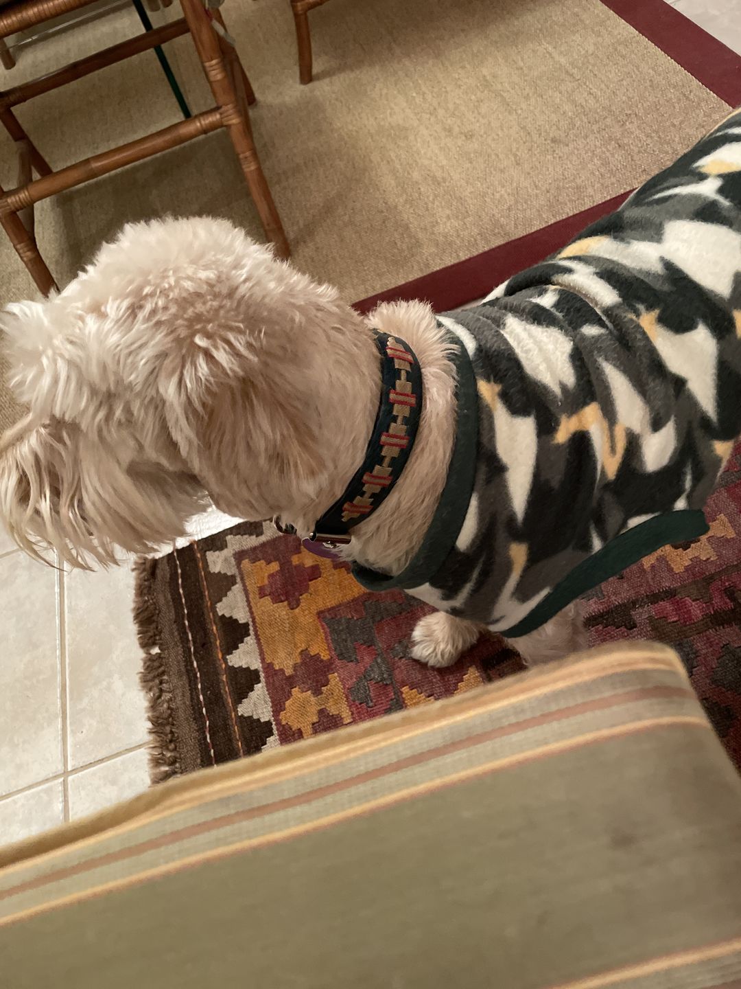 Customer photo review of Collar Toby Jeans/Jeans B27