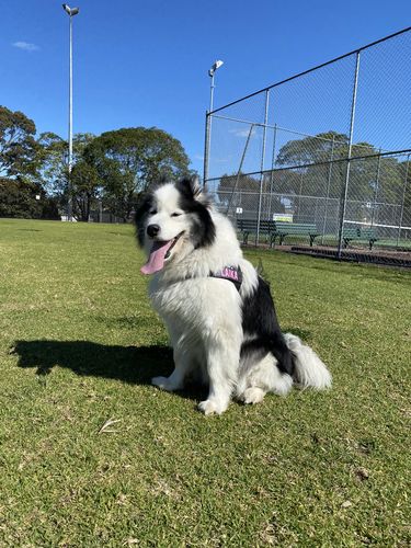 Customer photo review of DF Co. Dog Lovers Pack