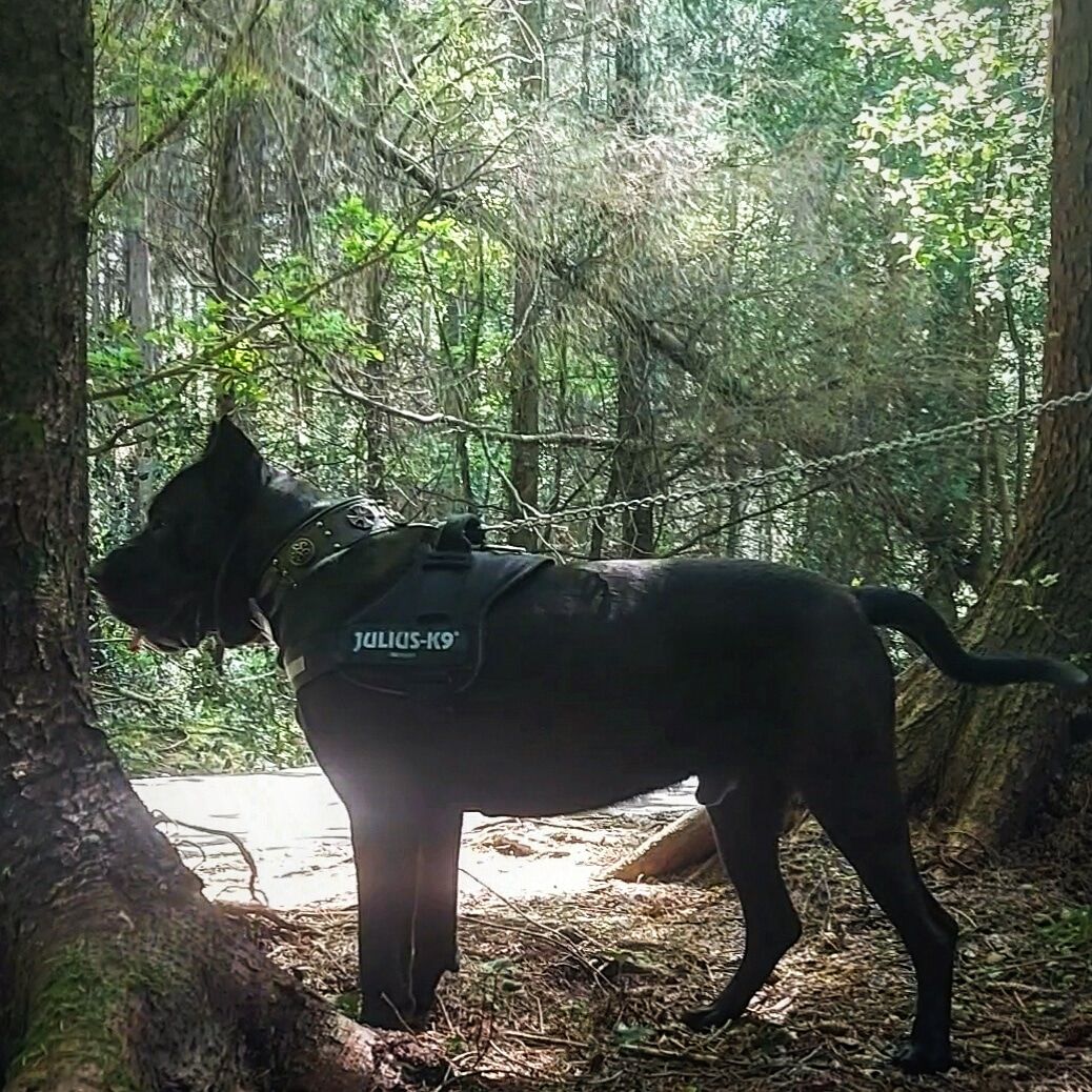 Customer photo review of Remote Training Collar System