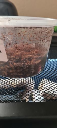 Customer photo review of GrubTerra Fresh Black Soldier Fly Larvae for Reptiles