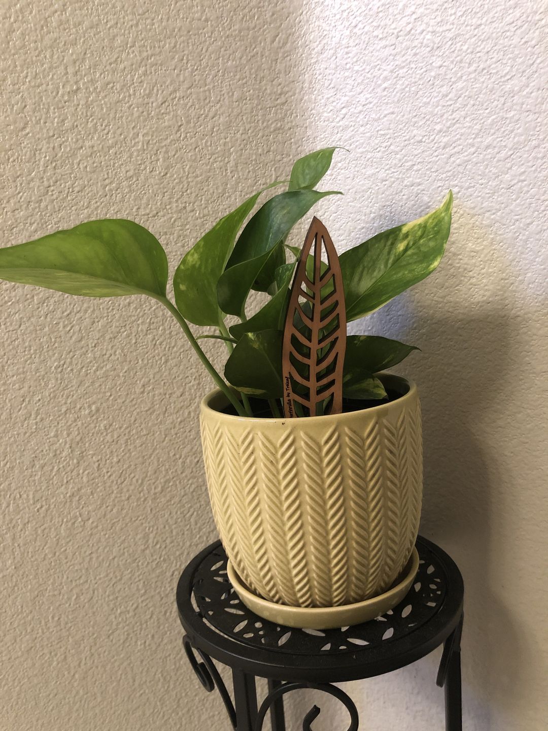 Customer photo review of Anthrulla - Plant trellis inspired by the Queen Anthurium