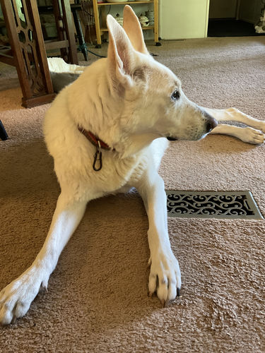 Customer photo review of Pet Tincture 500mg Isolate CBD