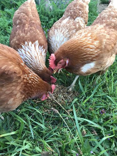 Customer photo review of GrubTerra Dried Larvae