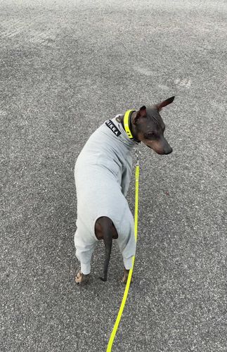 Customer photo review of Recovery Overall for Dogs