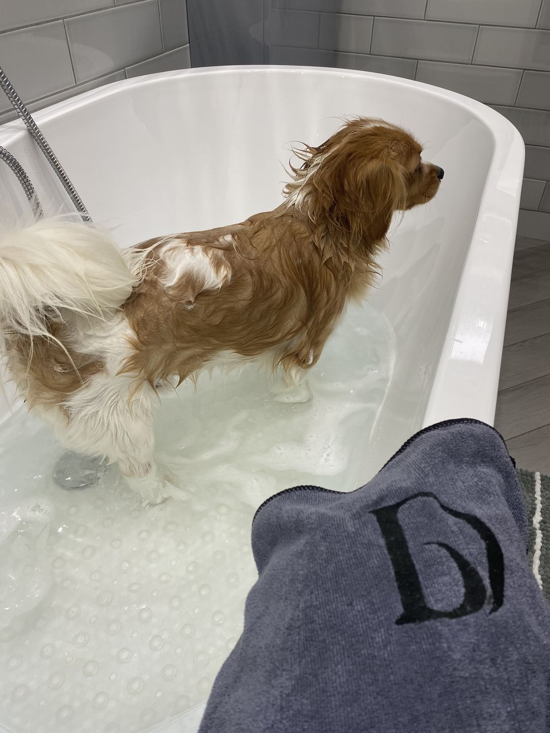 Customer photo review of Natural Neem Oil Shampoo Bar for Dogs