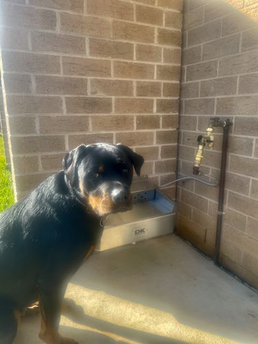 Customer photo review of Pet Rehydration Station XL