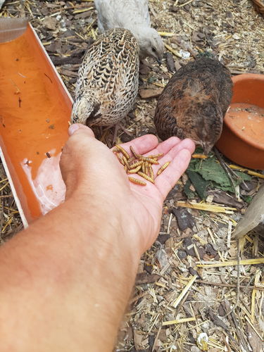 Customer photo review of BlackTasty™ Tierfutter aus Insekten