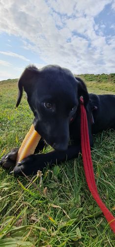 Customer photo review of Everest Dog Yak Chews