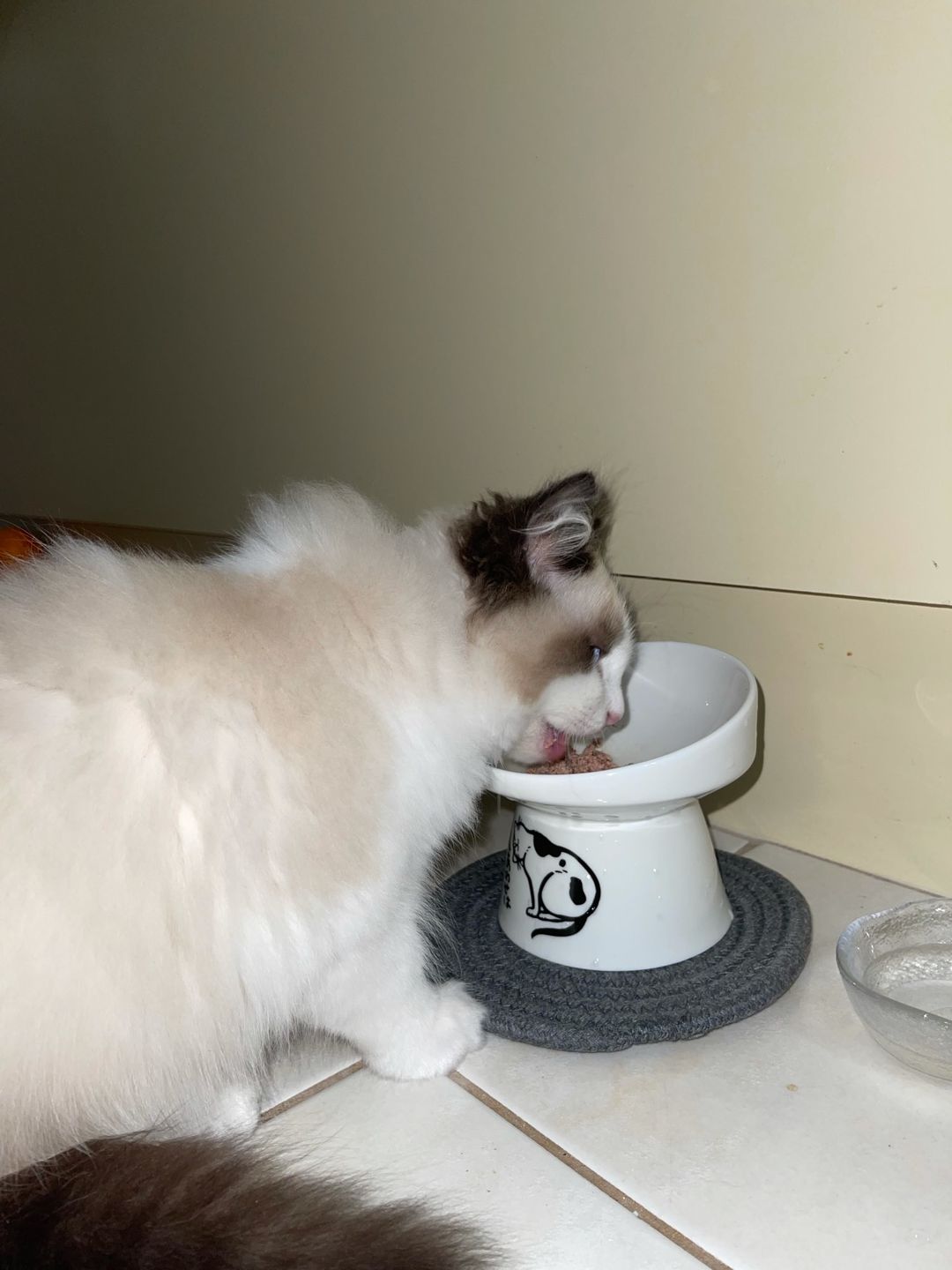 Customer photo review of Neko Raised Bowls