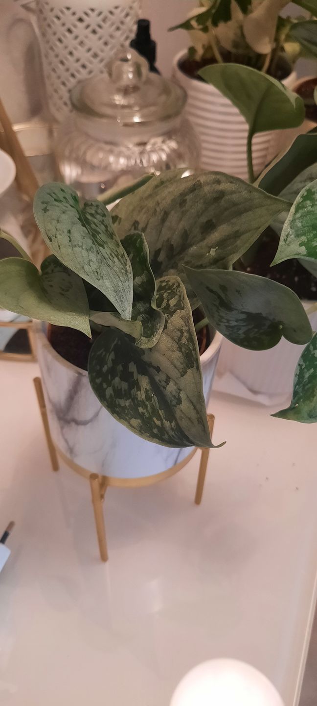 Customer photo review of SCINDAPSUS TREBIE BIG LEAF