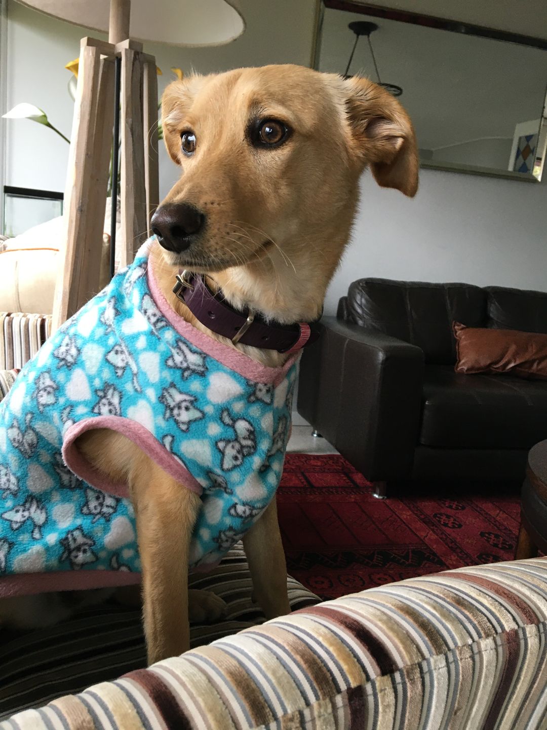 Customer photo review of Collar Duke Rojo/Negro