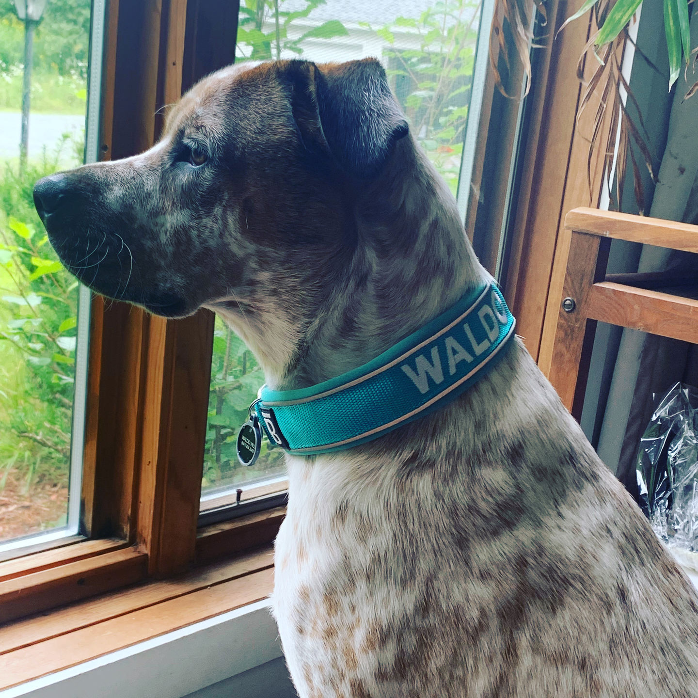 Customer photo review of 4cm RR Collar | Soft Padded & Reflective | Series 2 - Turquoise