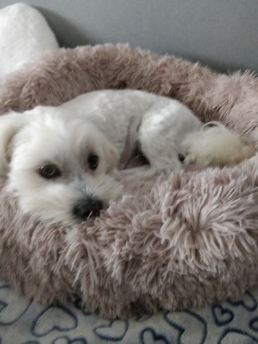 Customer photo review of Puppery Kuschelbett - Das Original