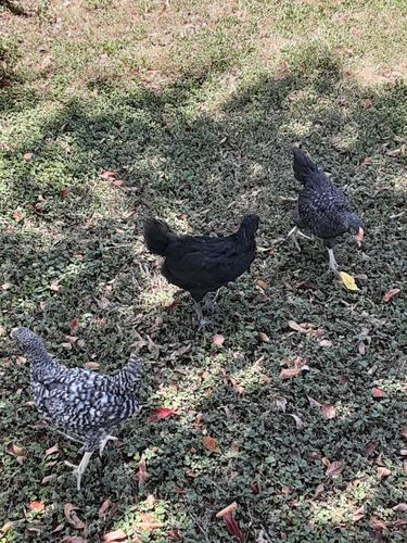 Customer photo review of GrubTerra Dried Larvae