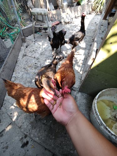 Customer photo review of GrubTerra Dried Larvae