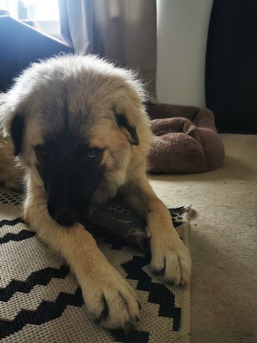 Customer photo review of Buffalo Horn