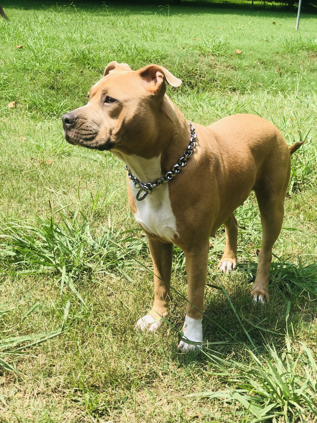 Customer photo review of THE ROLLA