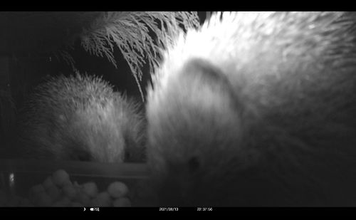 Customer photo review of Mr Johnsons Wildlife Hedgehog Food 750g