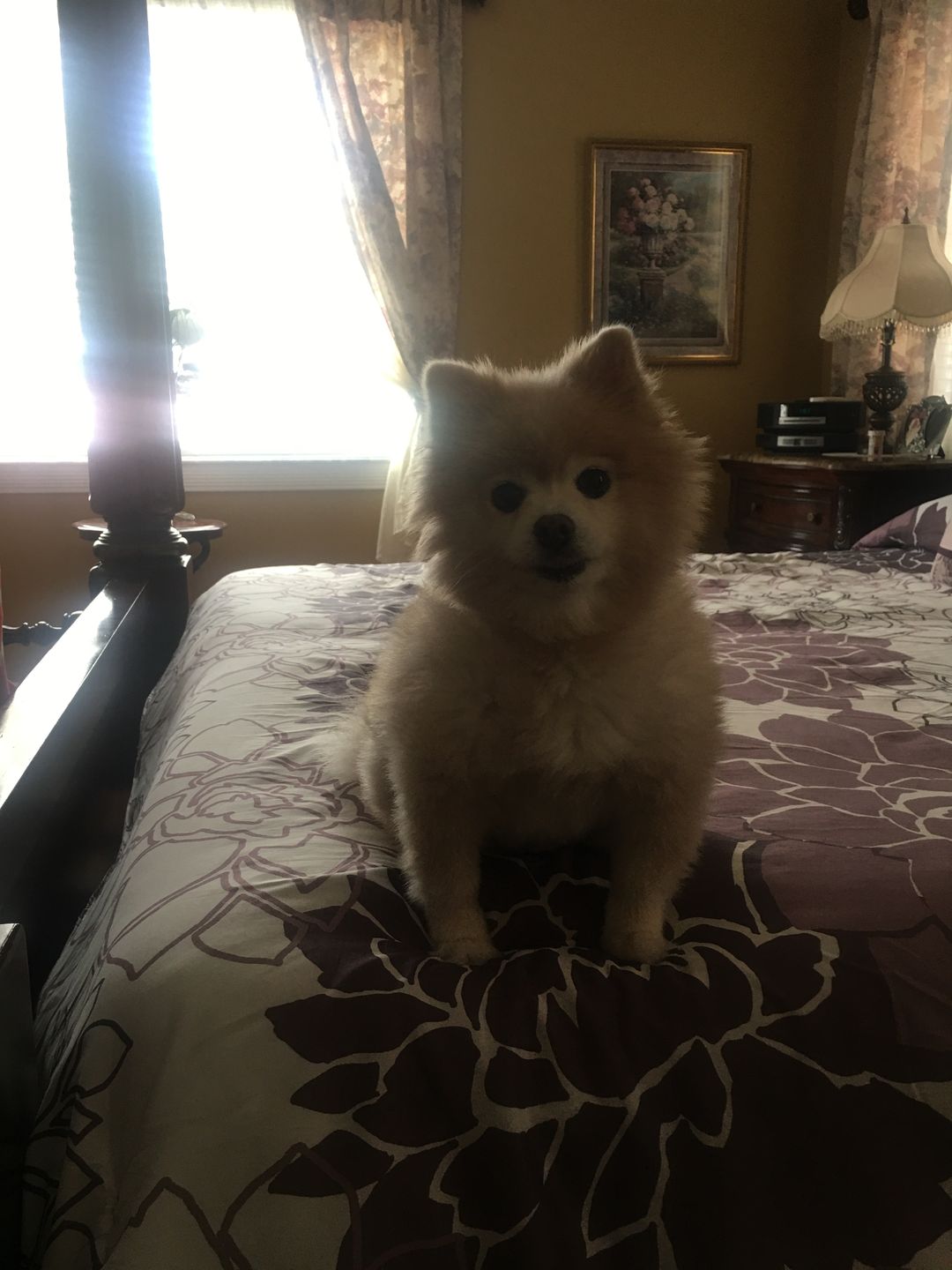 Customer photo review of Royal Canin Veterinary Diet - Hepatic. Canned Dog Food.