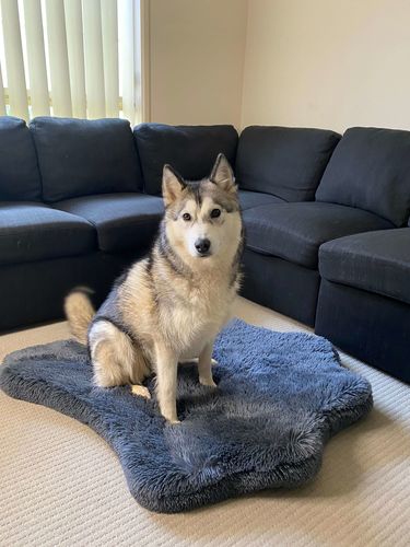 Customer photo review of Pupnaps Orthopedic Rug
