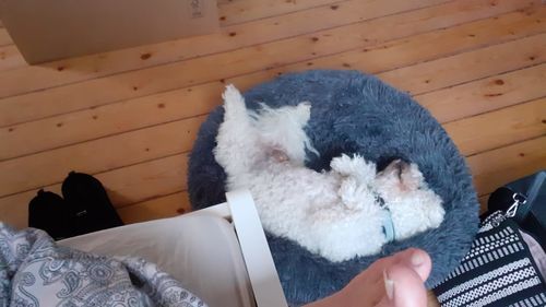 Customer photo review of Puppery Kuschelbett - Das Original