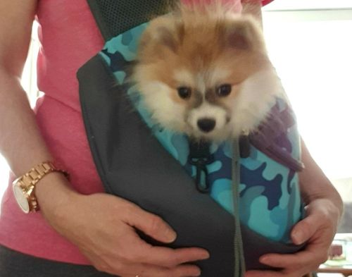 Customer photo review of Sac de transport à bandoulière pour petit chien et chat