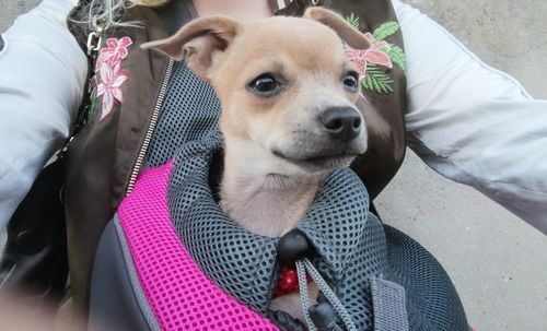 Customer photo review of Sac de transport à bandoulière pour petit chien et chat