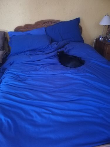 Customer photo review of Juego de Fundas de Duvet Koala- Microfibra Ultra Suave - Tamaño y Color a Elegir