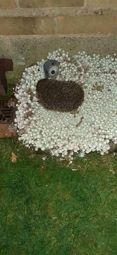 Customer photo review of Mr Johnsons Wildlife Hedgehog Food 750g