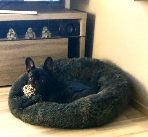Customer photo review of Puppery Kuschelbett - Das Original