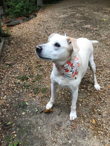 Customer photo review of Just Peachy Bandana