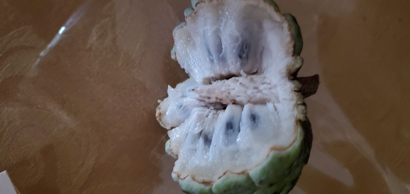 Customer photo review of Sugar Apple (Sweetsop)