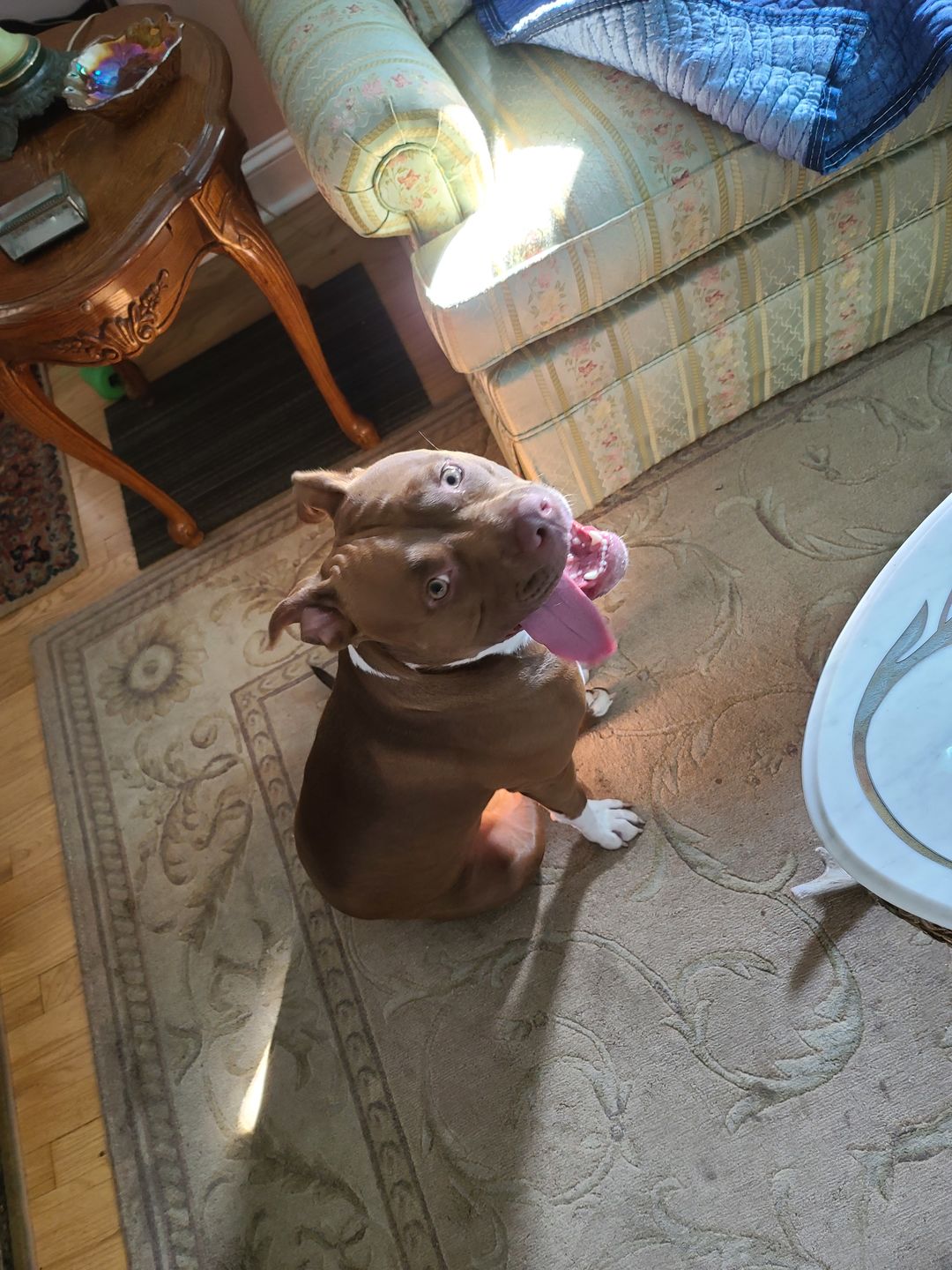 Customer photo review of Give A Dog A Bone!