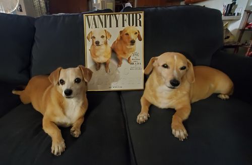 Customer photo review of Posing Pig Custom Print